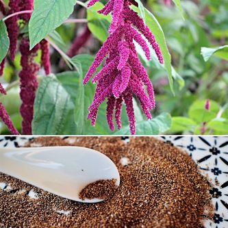 CLICCA su: Amaranto: il Super Cereale Senza Glutine per Intolleranze e Celiachia